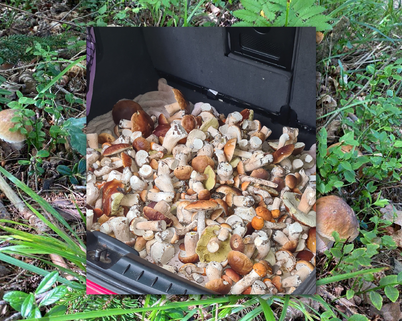 Ne mažiau nei Paryžiuje vykstančios pasaulio olimpinės žaidynės lietuviams kraują kaitina prasidėjusi neoficiali nacionalinė olimpiada miškuose.