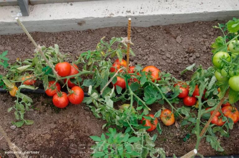 Indeterminantiniai pomidorai, aišku, derliaus užaugina daug, tačiau niekas neužgoš sodininkų meilės žemaūgiams pomidorams. Priežastis paprasta: jie reikalauja minimalios priežiūros.