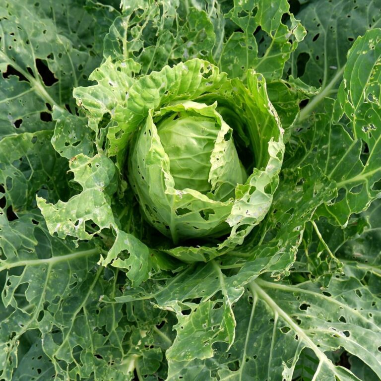 Sultingi kopūstų lapai vilioja daugelį pavojingų kenkėjų, galinčių per labai trumpą laiką sunaikinti gūžes.