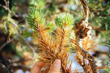 Spygliuočiai mėgėjai keisti savo spalvą, tačiau šį procesą įmanoma sustabdyti.
