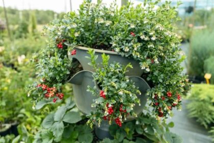 Kaip palengvinti sau gyvenimą, kad kasmet nereikėtų klampoti po mišką ir mėgstamas uogas būtų galima rinkti čia pat, savo kieme.