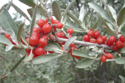 Šeferdijos – artimos šaltalankių giminaitės, tačiau pralenkiančios juos tiek uogų skoniu, tiek gydomosiomis savybėmis ir net dekoratyvumu.