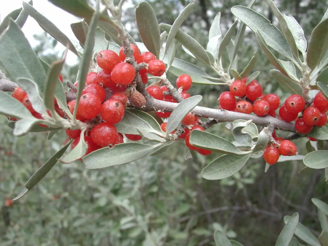 Šeferdijos – artimos šaltalankių giminaitės, tačiau pralenkiančios juos tiek uogų skoniu, tiek gydomosiomis savybėmis ir net dekoratyvumu.