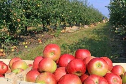 Pastaruosius penketą metų sunkiai galą su galu sudurdavę obuolių augintojai šiemet tikisi atsikvėpti.