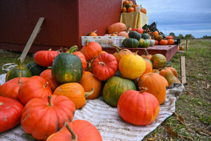 Artėjanti Šiurpnakčio šventė – Helovinas – ne lietuviška tradicija, tačiau moliūgų augintojai džiaugiasi, kad jos simbolis vis dažniau naudojamas ne tik puošybai, bet ir karaliauja ant stalų.