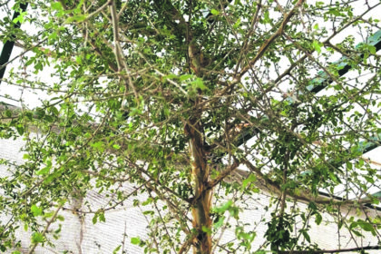 Amžiams prarastas gydomųjų savybių turintis biblinis augalas grįžo – mokslininkai jį sėkmingai išaugino iš tūkstančio metų senumo sėklos.