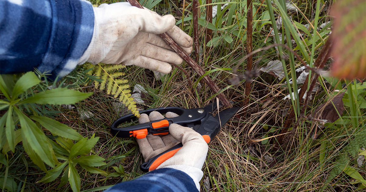 Patyrusiems augintojams avietė – platesnė sąvoka nei naujokams.