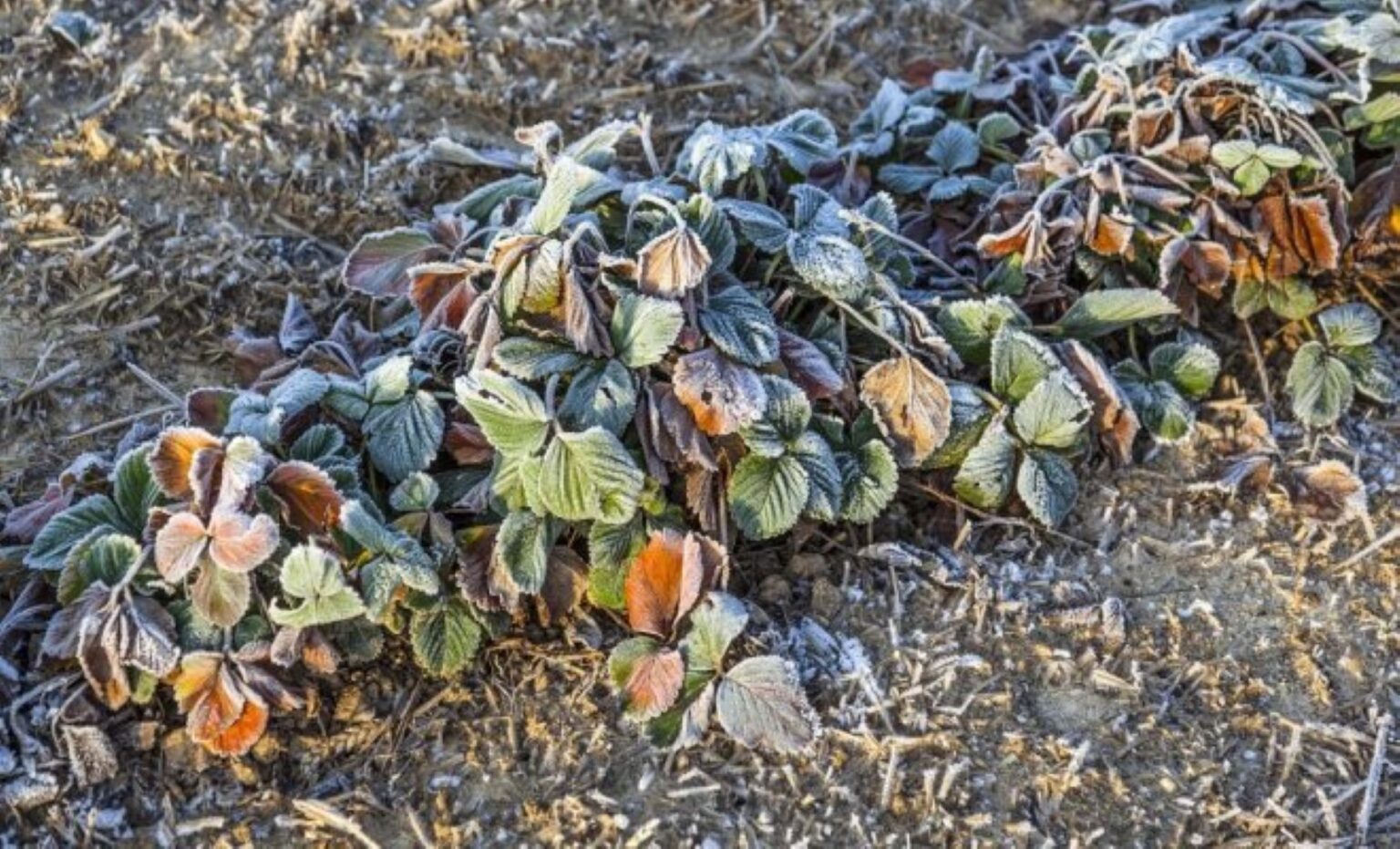 Kodėl vis iššąla braškės ir ko imtis, kad kitą žiemą taip nenutiktų.