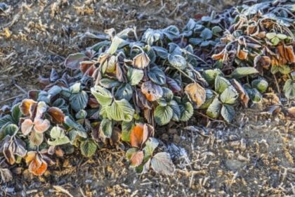 Kodėl vis iššąla braškės ir ko imtis, kad kitą žiemą taip nenutiktų.