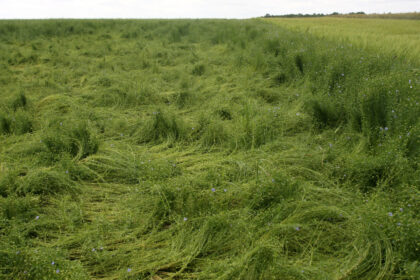 Linais garsėjusiame Panevėžio rajone šie mėlynžiedžiai – jau didelė retenybė.