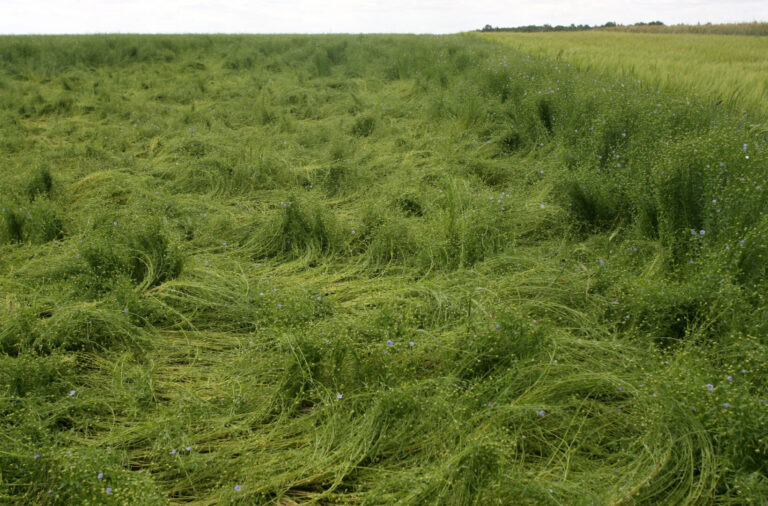 Linais garsėjusiame Panevėžio rajone šie mėlynžiedžiai – jau didelė retenybė.