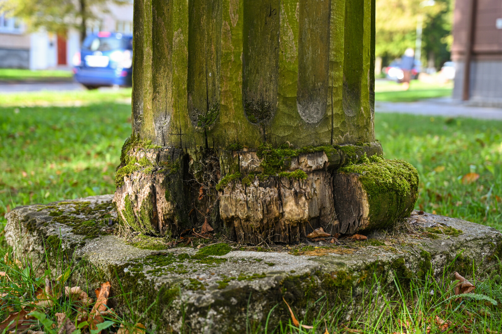 Kad koją pakėlusio šuns medinė skulptūra jau gerokai pavargusi, sutinka ir jos autorius Rytis Zaveckas, visgi jos nukelti kategoriškai nesutinka. P. ŽIDONIO nuotr.