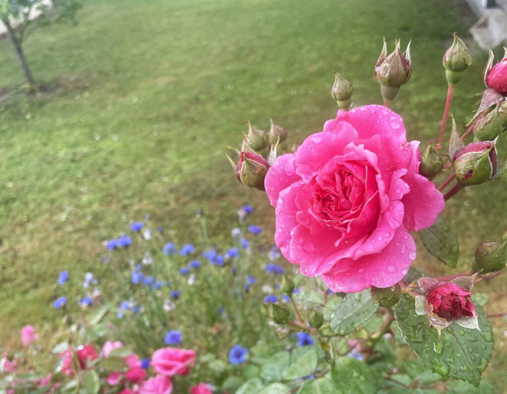 Atsakymas į klausimą, kada ruošti rožes žiemai, turėtų būti vienas – gegužę.