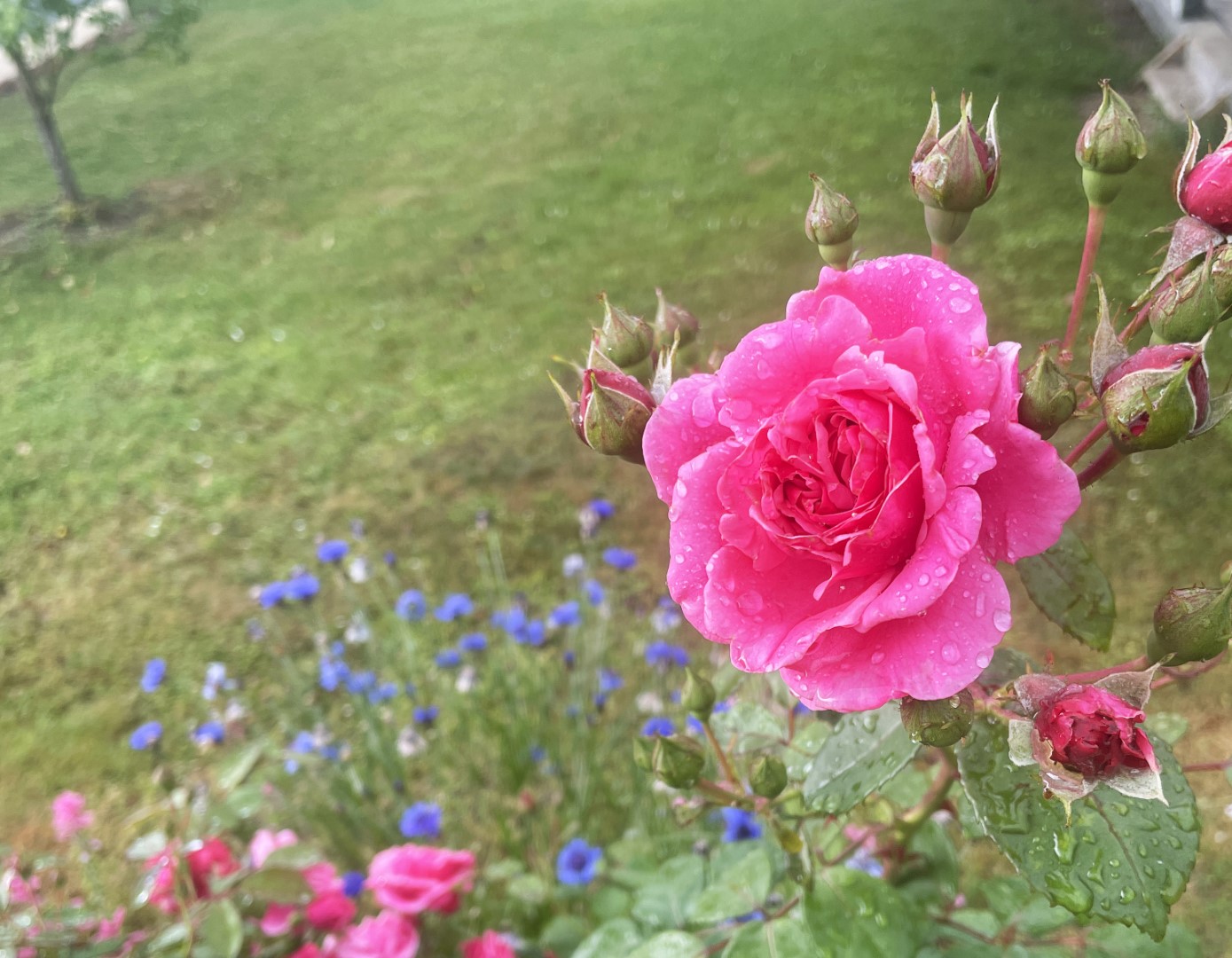 Atsakymas į klausimą, kada ruošti rožes žiemai, turėtų būti vienas – gegužę.