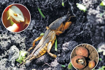 Kaip sezonui baigiantis iš sodo išprašyti kurklius, grambuolių ir spragšių lervas.