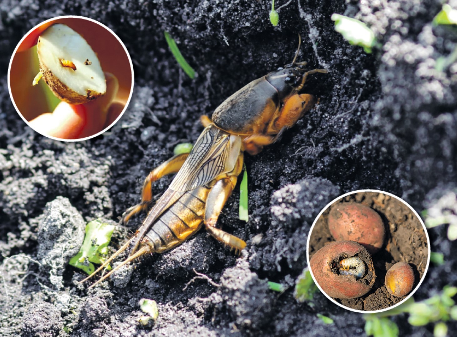 Kaip sezonui baigiantis iš sodo išprašyti kurklius, grambuolių ir spragšių lervas.