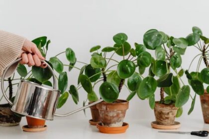 Žiema – sudėtingas laikotarpis kambarinėms gėlėms. Trumpesnė diena, sausas oras dėl šildymo ir skersvėjai gali neigiamai paveikti jų būklę.