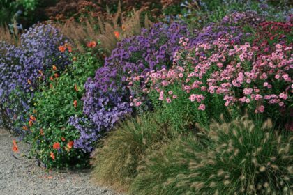 Rudeniniai, kitaip dar vadinami žieminiais, astrai – tikra sodo klasika.