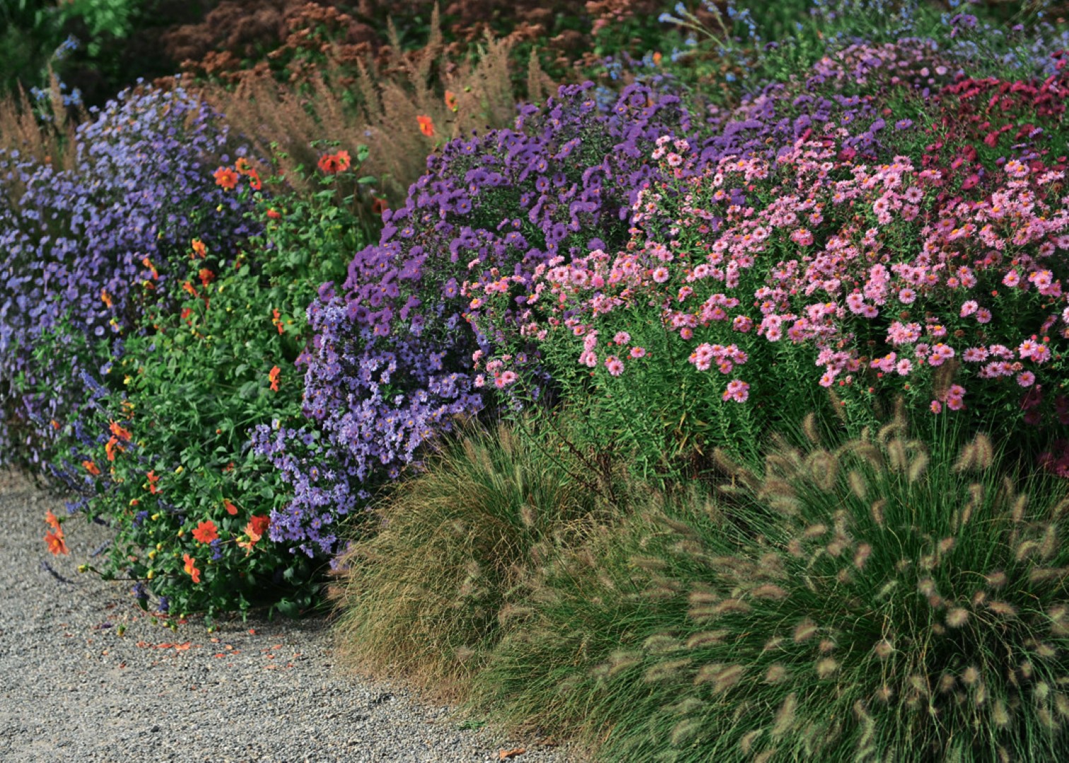 Rudeniniai, kitaip dar vadinami žieminiais, astrai – tikra sodo klasika.
