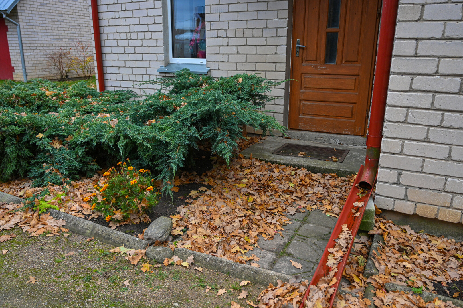 Kaimynai tvirtina, kad pastaruoju metu nieko daugiau neveikia, tik grėbia ąžuolų lapus, o šie krenta ir krenta. P. ŽIDONIO nuotr.