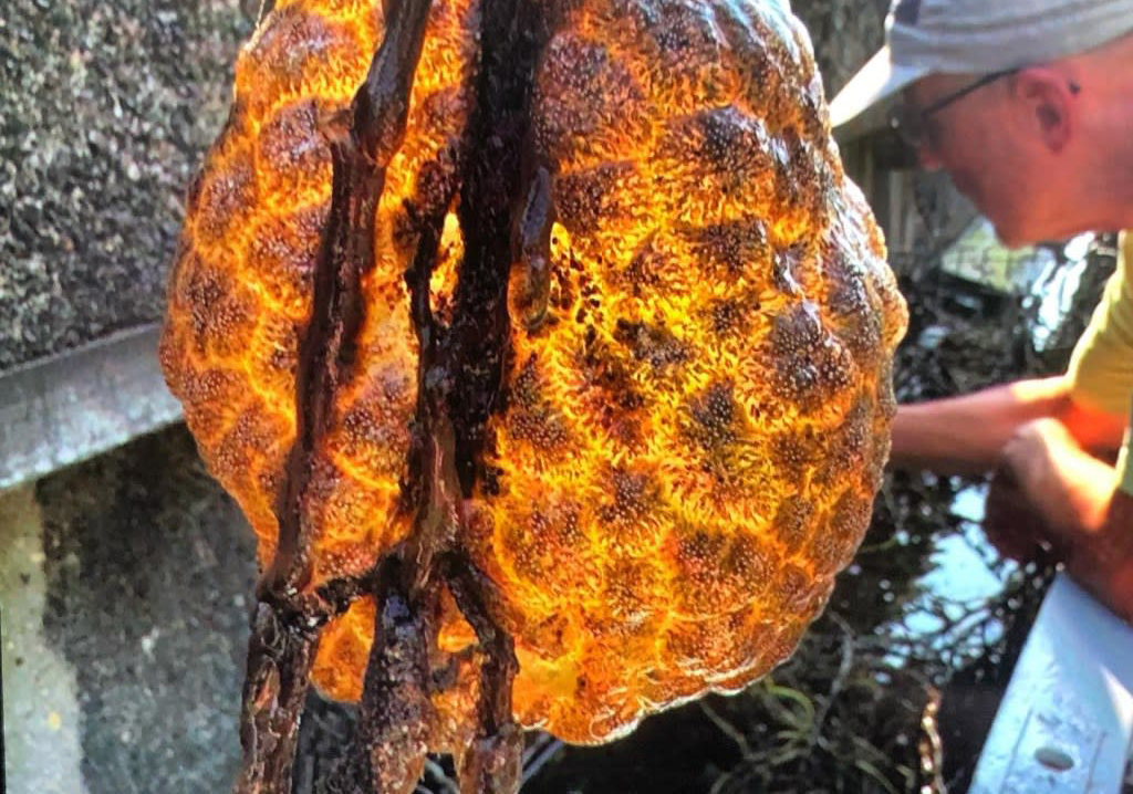 Prisimenate filmą „Svetimas“? Nyderlandų mokslininkai pirmiausia apie jį ir pagalvojo, kai upėje aptiko gleivėtų „ateivių kiaušinių“ kokoną.