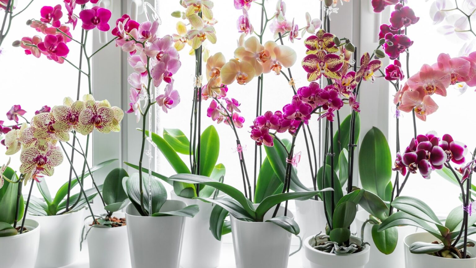 Orchidėja – tai ne tas augalas, kurį namuose auginame dėl gražių dekoratyvinių lapų.