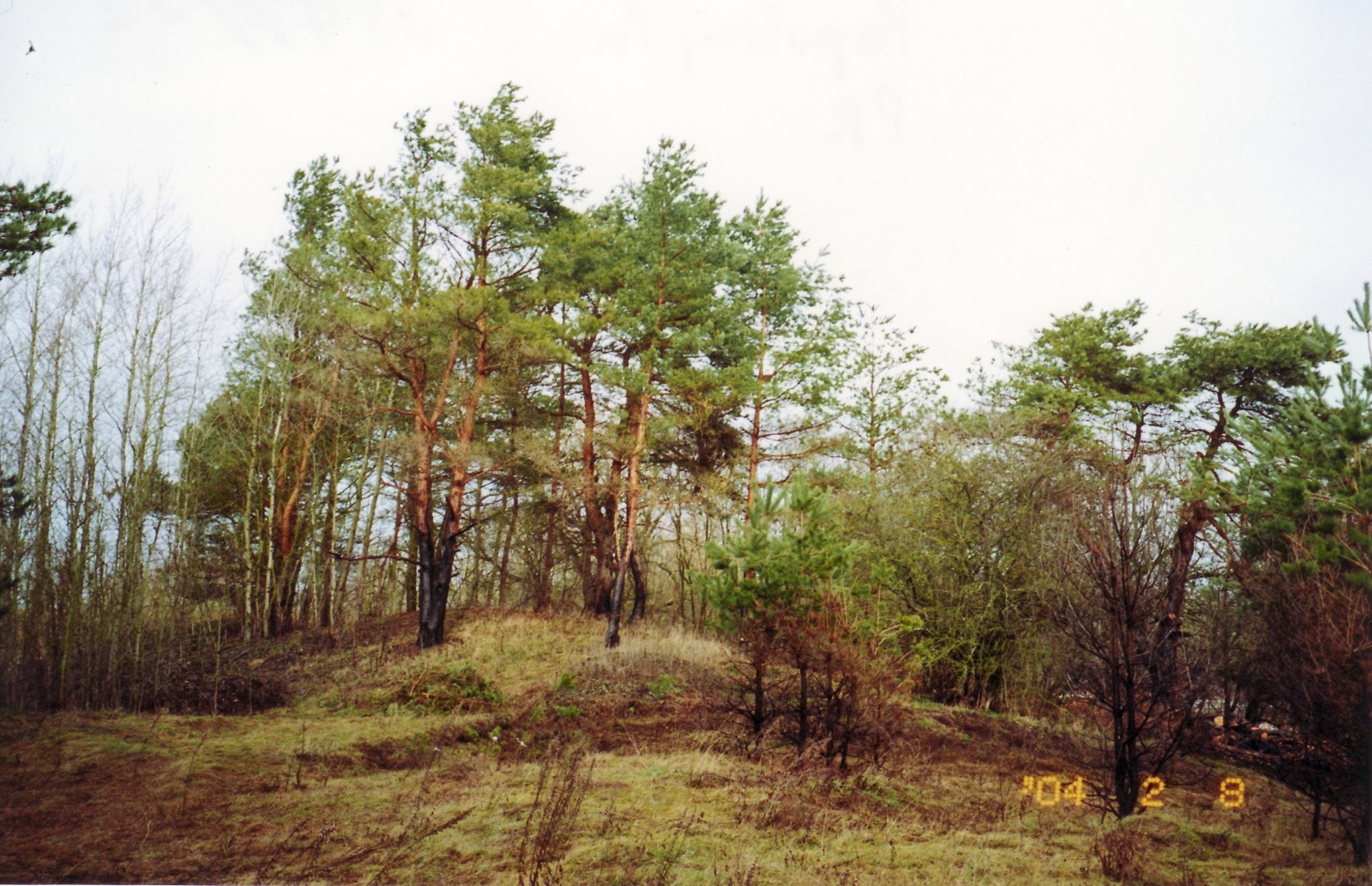 Pats mažiausias Panevėžio rajone piliakalnis – Papušių – stūkso Naujamiesčio seniūnijoje, kairiajame Nevėžio krante. G. ZABIELOS nuotr.