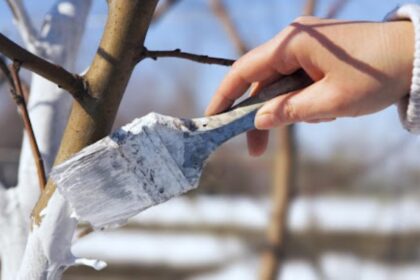 Rūpestingi sodininkai jau ruošia savo sodą ir daržą peržiemojimui. O jūs ar tinkamai paruošėte vaismedžius?