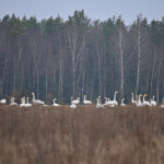 Panevėžio rajone, netoli Paįstrio kaimo reginys atima žadą – buvęs kukurūzų laukas virto tikra gulbių karalyste.