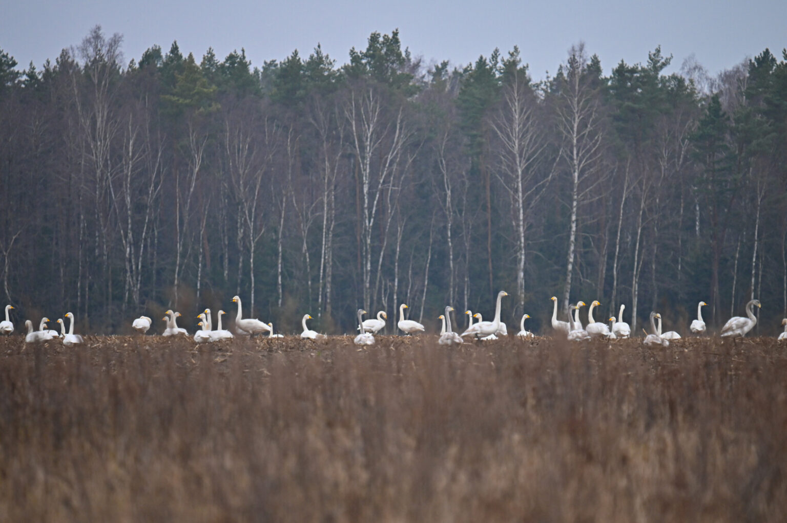 Panevėžio rajone, netoli Paįstrio kaimo reginys atima žadą – buvęs kukurūzų laukas virto tikra gulbių karalyste.