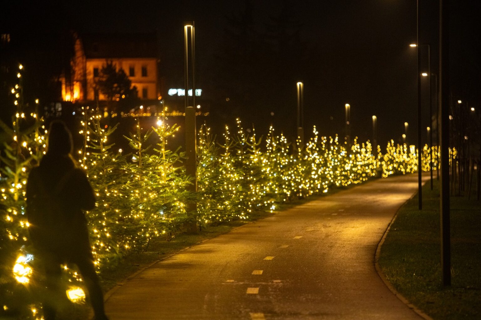 Artėjant Kalėdoms Panevėžyje daugėja eglių ir šviesų.