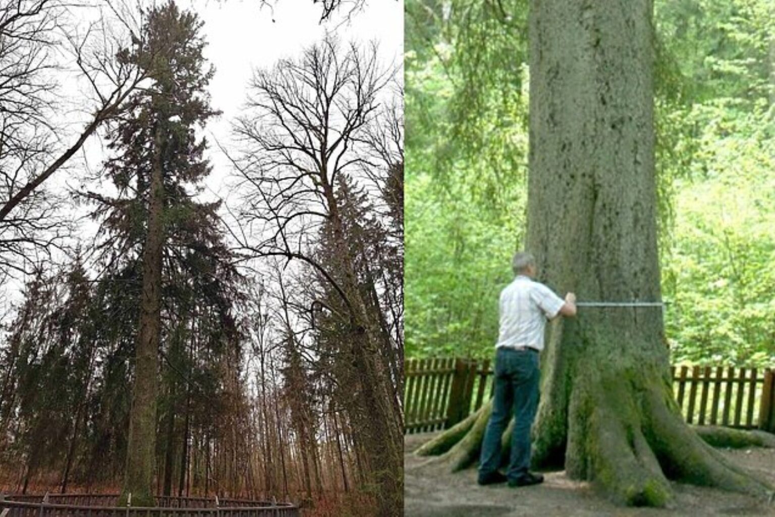 Įdomiausia valstybės saugoma egle gyventojų balsavimo metu išrinkta Renavo žaliaskarė, praneša Valstybinė saugomų teritorijų tarnyba.
