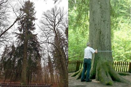Įdomiausia valstybės saugoma egle gyventojų balsavimo metu išrinkta Renavo žaliaskarė, praneša Valstybinė saugomų teritorijų tarnyba.