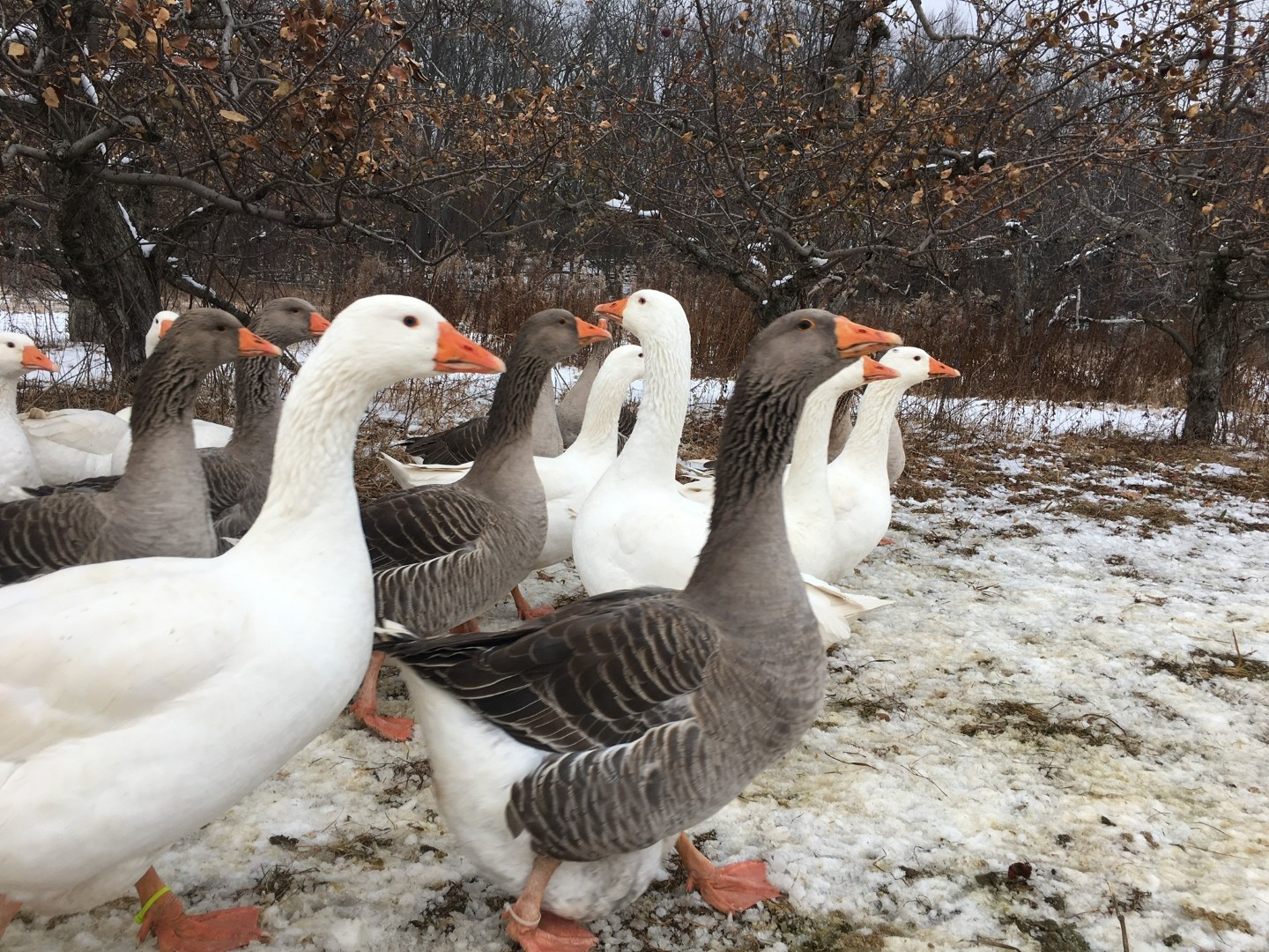Mokslas dažnai pateikia netikėtumų. Pavyzdžiui, revoliucingos idėjos kartais ateina ne iš žinomų profesorių ar laboratorijų su milijoniniais biudžetais, o iš paprasto... moksleivio.