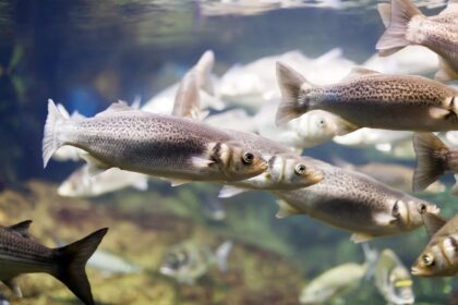 Visiems gyviems organizmams būtinas vanduo.