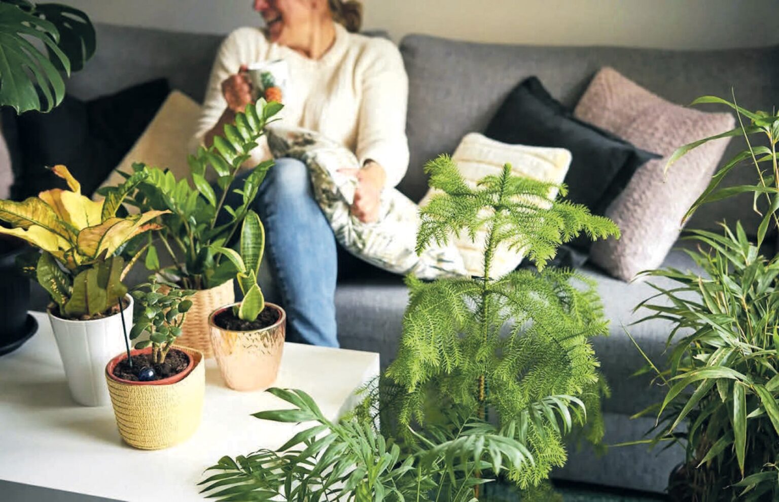 Geriausi kambariniai augalai psichinei sveikatai – ir fizinei taip pat.