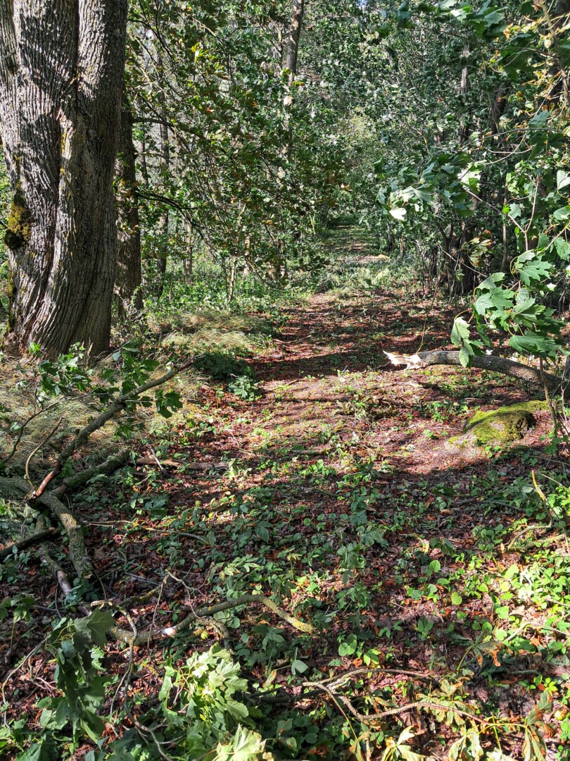 Medžių alėja, nuo kelio Krekenava–Pociūnėliai vedanti buvusio Liubičiaus dvaro sodybos link. Liubičius priklausė Mitriūnų dvaro valdai. XIX a. vid. dvaro savininkas Napoleonas Juozas Savickis Liubičių užrašė dukrai Elenai, ištekėjusiai už Liudviko Napoleono Sobolevskio. Ši giminė išlaikė dvarą iki 1940 m. nacionalizacijos. Dvarvietėje likę seni parko medžiai, pamatų akmenys. G. KARTANO nuotr. 