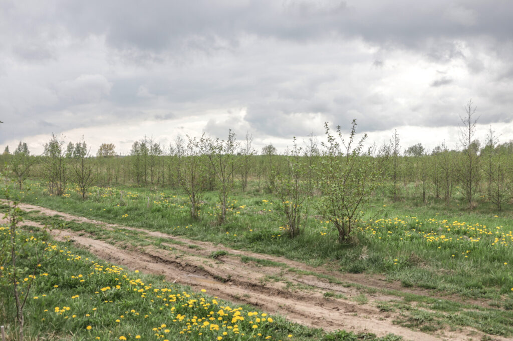 Ilgus metus pramonės atliekų kaupykla buvusi teritorija Panevėžio pakraštyje netoli Molainių individualių namų kvartalo laukia atgimimo.