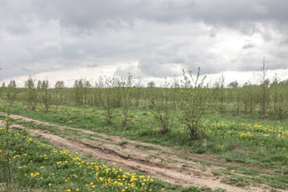 Ilgus metus pramonės atliekų kaupykla buvusi teritorija Panevėžio pakraštyje netoli Molainių individualių namų kvartalo laukia atgimimo.