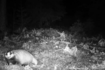 Sausio 20 d. nufilmuotas pabudęs barsukas, pranešė Viešvilės valstybinis gamtinis rezervatas.