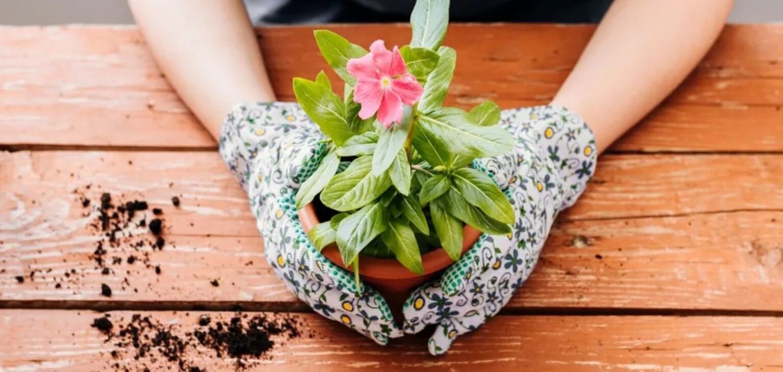 Gėlių auginimas iš sėklų - įdomus ir ekonomiškas būdas sukurti spalvingą sodą ar papuošti namus.