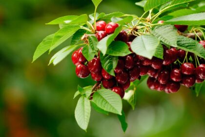 Trešnės ir vyšnios hibridas – unikalus vaismedis, kuriame dera geriausios abiejų pirmtakų savybės: vyšnių atsparumas šalčiams ir stambios saldžios kaip trešnių uogos.