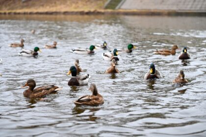 Išvydus Nevėžio pakrante žingsniuojančius ir paukščius skaičiuojančius žmones nereikėtų nustebti.