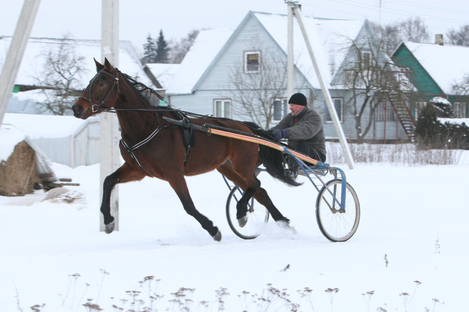 Daugybę metų pirmąjį vasario šeštadienį vykdavusias Sartų žirgų lenktynes šiemet keičia šventinė Sartų mugė. Joje vadeliotojai nebesivaržys.