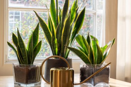 Sansevjera, dar vadinama uošvės liežuviu, yra vienas populiariausių kambarinių augalų dėl savo paprastos priežiūros ir išraiškingos išvaizdos.