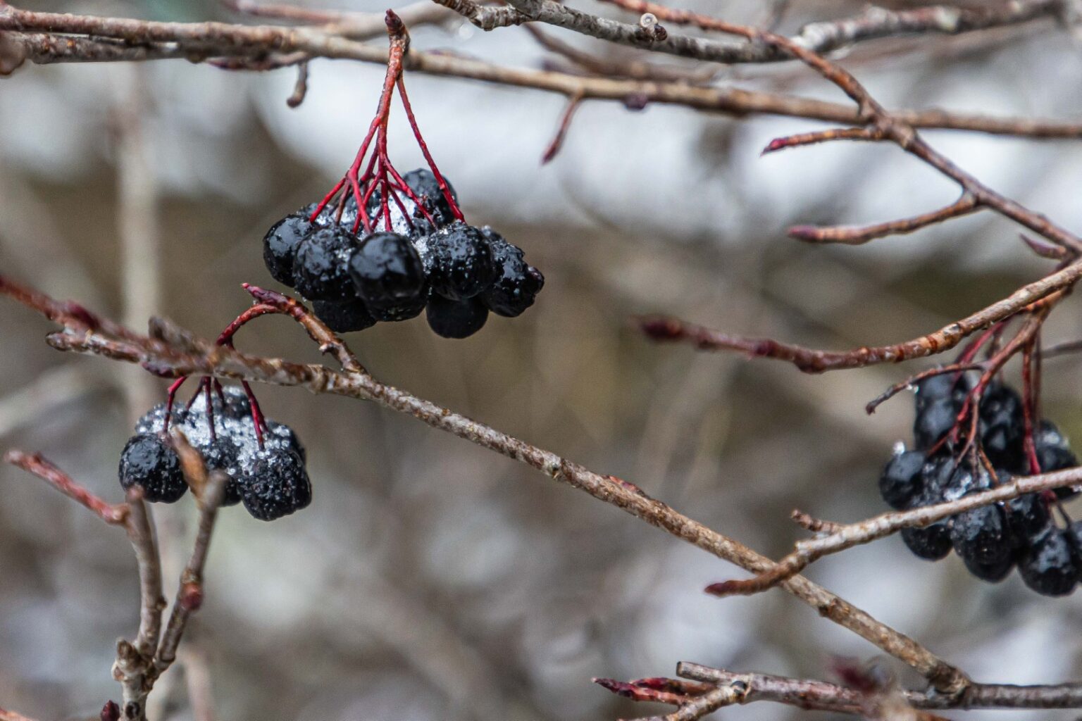Šilumos rekordais pasižyminti žiema Lietuvoje auginamoms grūdinėms kultūroms gali turėti tiek įvairių pasekmių, sako žemės ūkio specialistai.