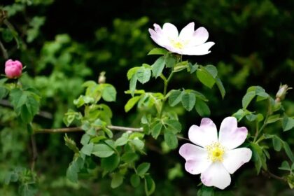 Su amžiumi daugelis žmonių pastebi prastėjančią atmintį.