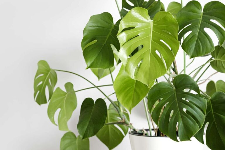 Monstera deliciosa