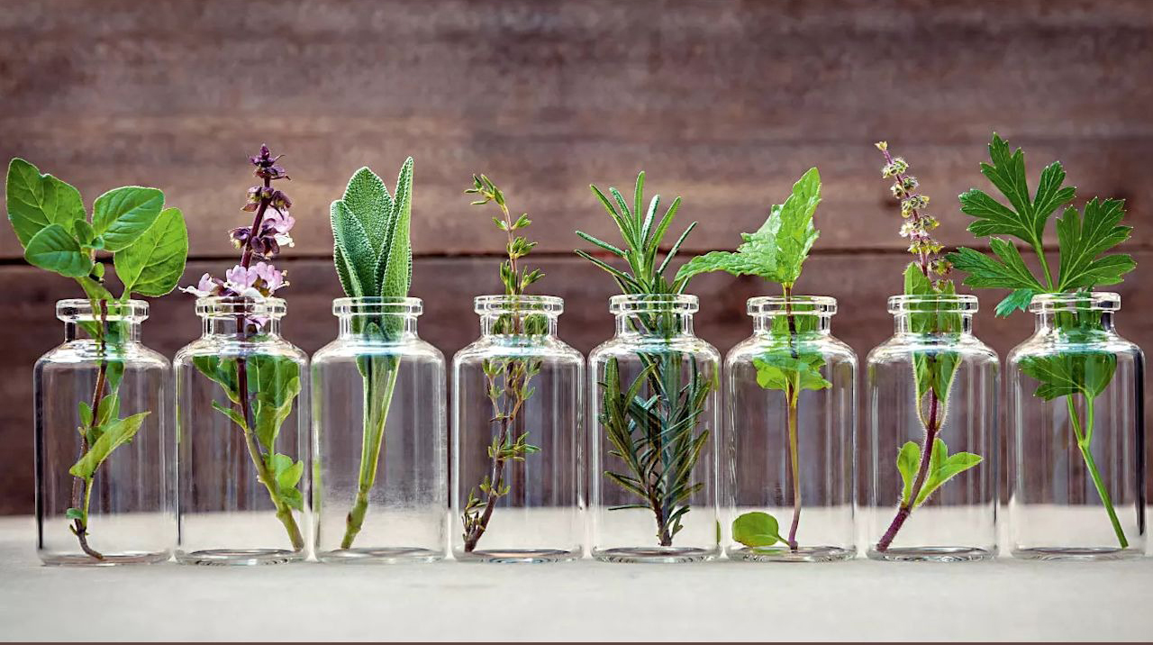 Devyni prieskoniniai augalai, kuriuos galima užsiauginti ir be žemių – stiklinėje.
