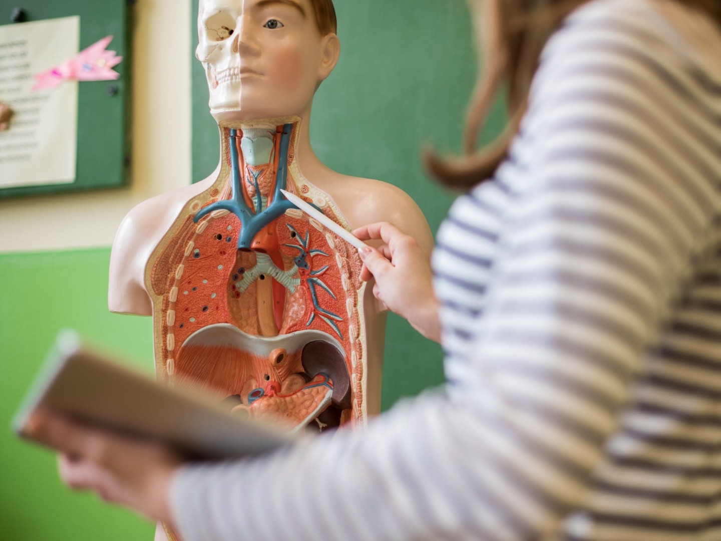 Daugeliui tai gali būti netikėta naujiena, tačiau kai kurie žmonės įsitikinę, kad žmogaus organizmas atsinaujina kas septynerius metus.